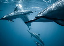 kaiyun-梅西想说的是走还是留，其实他自己还没决定